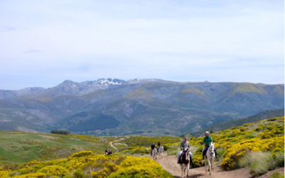 Fin de semana del Piorno en flor: Hoyos del Espino-Piedrahíta