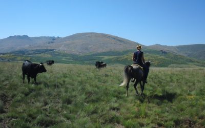 Jornada a caballo Trashumancia 2016