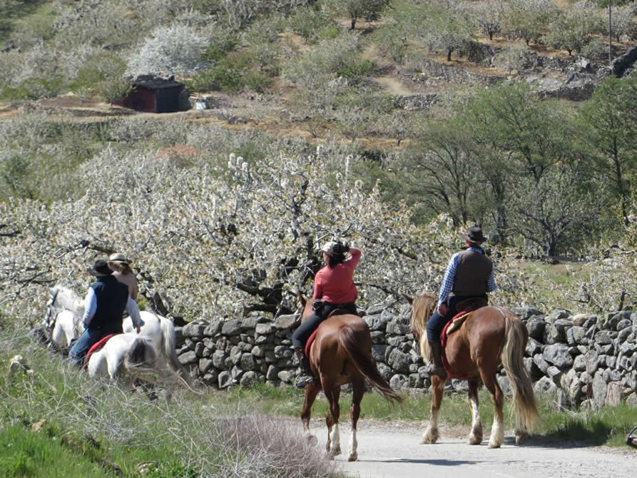 Valle del Jerte (5 días a caballo)