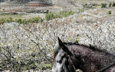 Hoyos del Espino – Valle del Jerte Del 6 al 9 de mayo